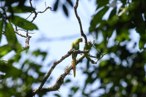 A Great Green Macaw